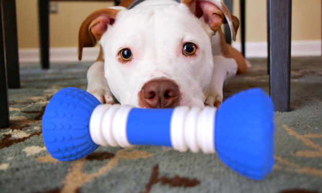 GoBone Toy For Dogs – Features and Reviews